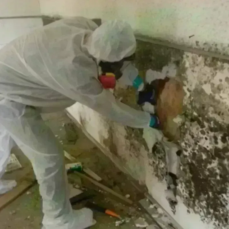 Mold Remediation and Removal in Lower Lake, CA